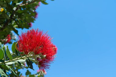 Mavi gökyüzü parlak kırmızı pohutukawa çiçek yakın çekim