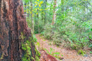 Eski çürümüş ağaç Yeni Zelanda kayın ormanı yeşil liken ve göl Rotoroa Nelson Gölleri Milli Parkı'nda, South Island kenarında ölü ağaçlar üzerinde büyüyen moss ile mantar ile geçmiş yürüyüş parça