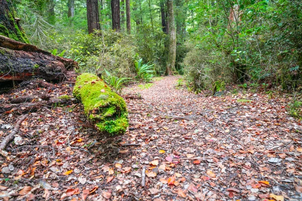 Vandringsled Nya Zeeland Bokskog Med Gröna Lavar Och Mossor Som — Stockfoto