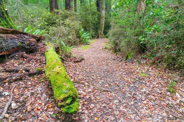 Vandringsled Nya Zeeland Bokskog Med Gröna Lavar Och Mossor Som — Stockfoto