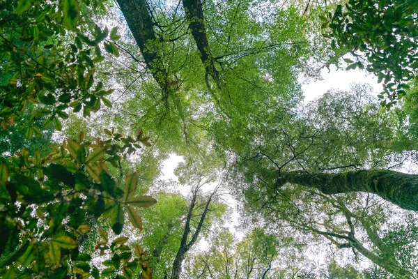 Canopée Forestière Dessus Forêt Hêtres Nouvelle Zélande Dans Île Sud — Photo
