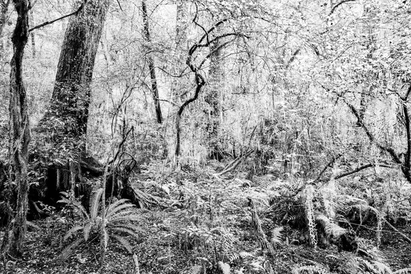 Arbusto Nativo Nova Zelândia Árvores Emaranhadas Ramos Vives Com Musgo — Fotografia de Stock