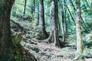 Eski stil görüntüleri reto etkisi renk 1natural orman sahneleri Murchison, South Island Yeni Zelanda yolumdan Maruia eyer üzerinde soluk.