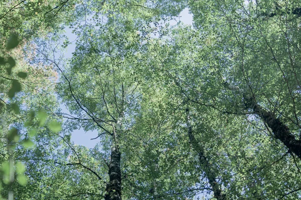 Overhead birch tree canopy of branches and lime green leaves through towering tree trunks and spindly branches faded colors retro effect image.