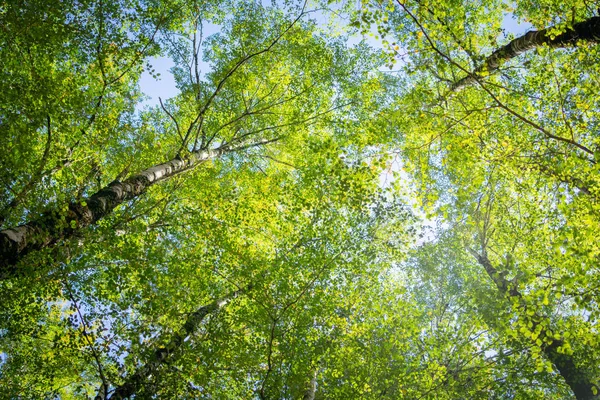 Cobertura Aérea Bétula Galhos Folhas Verdes Cal Através Troncos Árvores — Fotografia de Stock