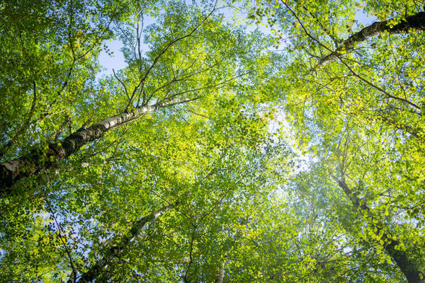Overhead birch tree canopy of branches and lime green leaves through towering tree trunks and spindly branches.