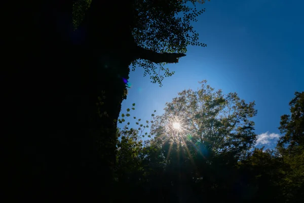 Silhueta Faia Lente Acendem Contra Céu Azul Escuro Cena Floresta — Fotografia de Stock