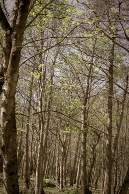 Yeni bahar büyüme dikey kompozisyon, ideal arka plan görüntüsü ile görüntü huş ağacı orman yaşlı.