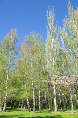 Grove huş ağaçları yeni bahar büyüme ile yeşil yaprakları beyaz ağaç gövdeleri dikey kompozisyon ile zıt kireç