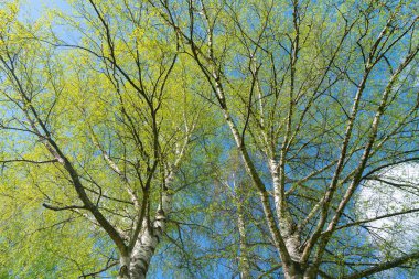Beyaz ağaç gövdeleri ile zıt bahar büyüme ile gümüş huş ağaçları ararken.
