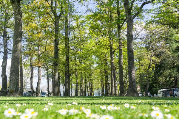 Bosque Árvores Decisivas Plantado Amuri Street Hanmer Springs South Island — Fotografia de Stock