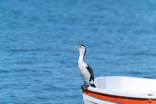 Australian Pied Cormorant Standing Stern Small White Dinghy — Stockfoto