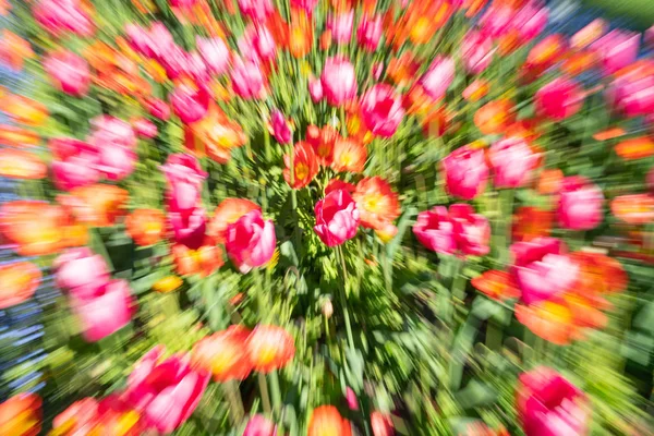 Heldere Floral Impressionistische Abstract Zoom Blur Lente Tijd Tuin Kleur — Stockfoto