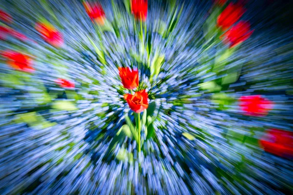 Bright Floral Impressionist Abstract Zoom Blur Spring Time Garden Color — Stock Photo, Image