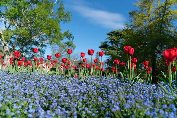 Tulipanes Rojos Flor Azul Primer Plano Con Árboles Detrás Exhibición — Foto de Stock