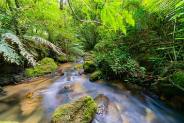 Su Mclaren düşüyor Park Tauranga, Yeni Zelanda yerli bush uzun pozlama ile akan dere düzeltti.