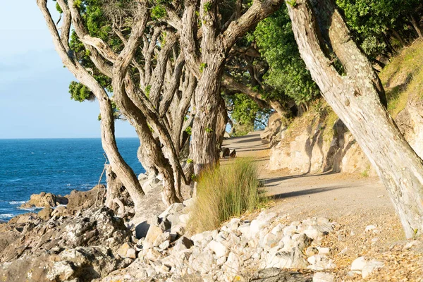 Mount Maunganui Základní Sledování Zlatý Večer Lehká Stopa Rámují Pohutikawa — Stock fotografie