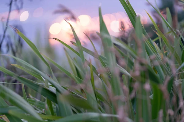 Lange Belichtung Gras Weht Wind Mit Defokussierten Lichtern Hinter — Stockfoto