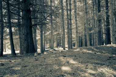 Derin çam ağacı plantation Into Çam iğneleri ile seyir yaşında sepya fotoğraf efekti toprağa kaplı
