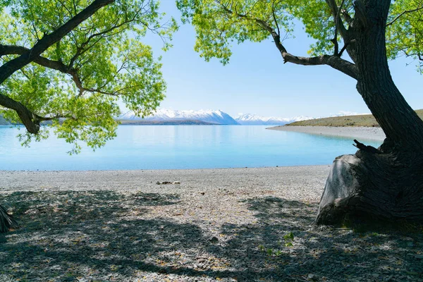 柳树提供了树荫在边缘 Tekapo 迷人的风景和遥远的雪覆盖南阿尔卑斯山超越美丽的平静的蓝色水 — 图库照片