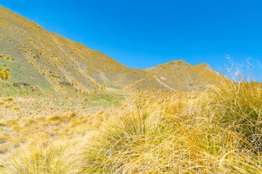 Altın tussock Lindis Pass manzara mavi gökyüzü altında tepeler kaplı.