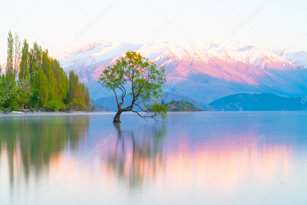 That Wanaka Tree, willow tree growing in lake is popular tourist scene in long exposure with sunset colors reflected from snow covered mountains behind.
