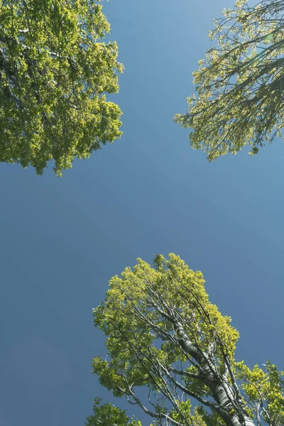 Three Trees New Spring Growth Converging Overhead Looking Upwards Suuny — Stock Photo, Image