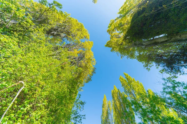 Árvores Álamo Alcançam Para Cima Direção Belo Céu Azul — Fotografia de Stock