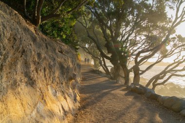 Tauranga Yeni Zelanda-Şubat 10 2019; Temel parça Mount akşam güneşi pohutukawa ağaçlar kemer tarafından gölgeli Maunganui etrafında dolaşıp Çift.