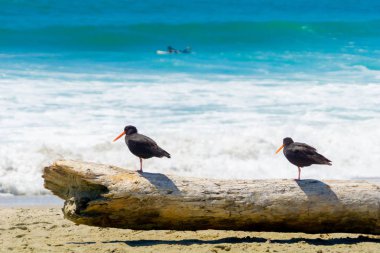 Oturum açma plaj su ve deniz izlerken iki siyah oystercatchers