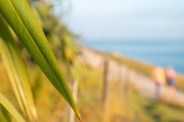 Mount parça yürüme Maunganui görüntülemek ve Pasifik Sirk'e mavi