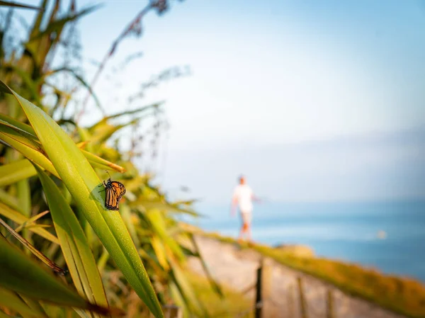 Monarch butterfly rests momentarily on dew laden flax leaf — Stock Photo, Image