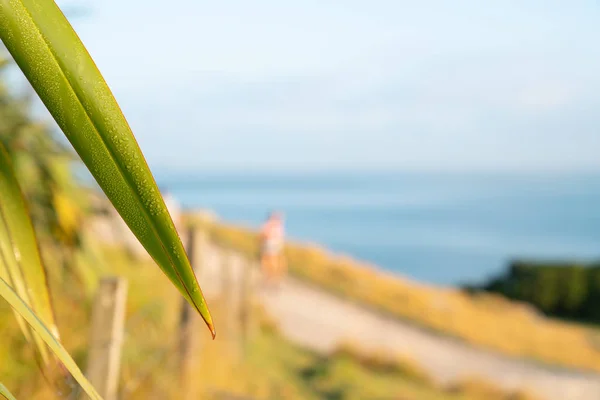 Mount parça yürüme Maunganui görüntülemek ve Pasifik Sirk'e mavi — Stok fotoğraf