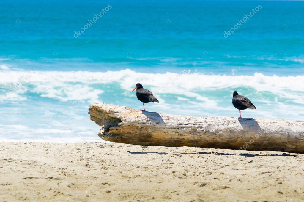 Two black oystercatchers on log on beach watching the sea and su