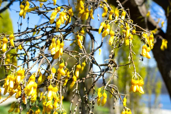 Kowhai árvore em flor — Fotografia de Stock