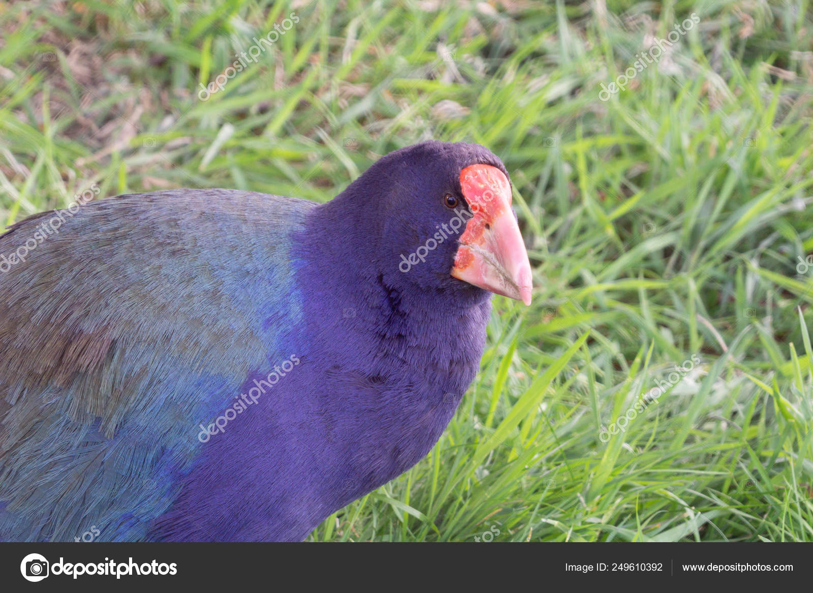 Takahé Rare Oiseau Incapable De Voler Autochtone De