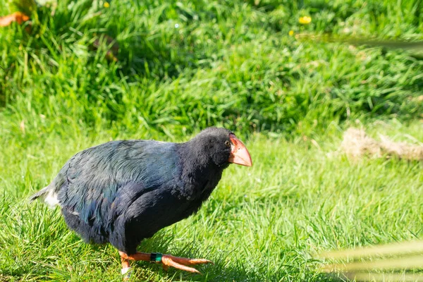 Takahe, рідкісних Нової Зеландії корінні нелітаючих птахів — стокове фото