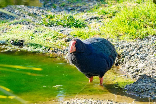 Takahe, vzácné novozélandské domorodých nelétavý pták — Stock fotografie