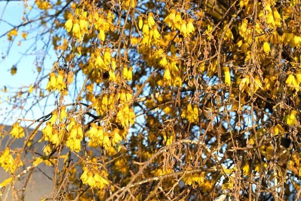 Amarelo brilhante abundante de flor kowhai — Fotografia de Stock