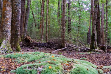 Yeni Zelanda yağmur ormanında