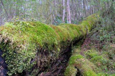 Keplar parça gökkuşağı ulaşmak girişinden
