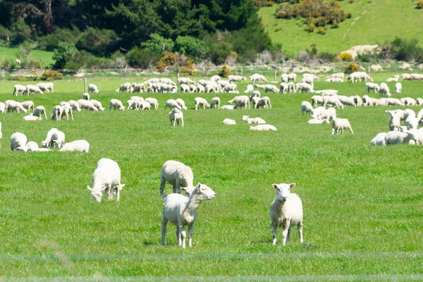 Terreno Rurale Con Campi Colline Gregge Pecore — Foto Stock