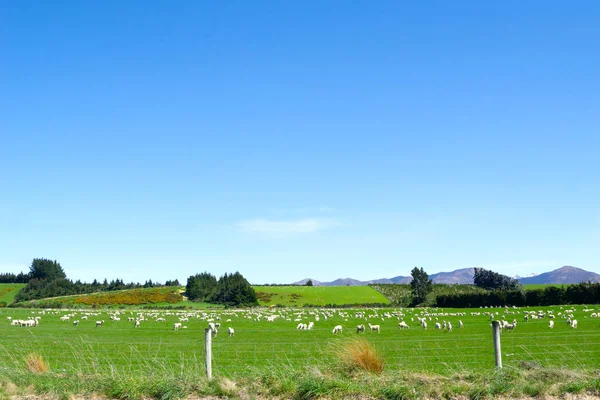 Alanları ve tepeler ve altında koyun sürüsü ile kırsal arazi açık mavi gökyüzü.