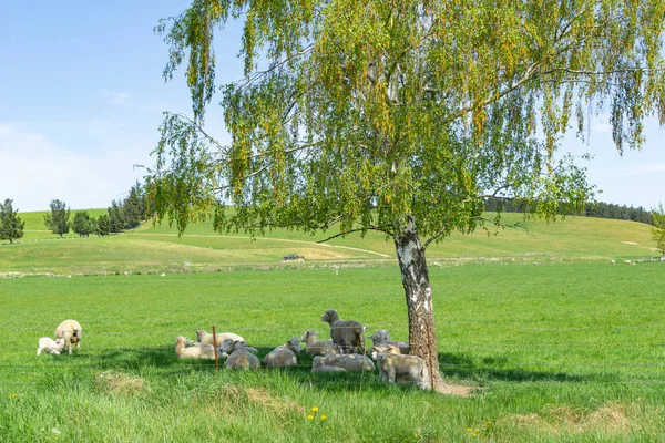 Pequeño rebaño de ovejas refugiándose en la sombra de abedul — Foto de Stock