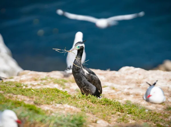 Nueva Zelanda manchado shag robar gaviota material de anidación , — Foto de stock gratis