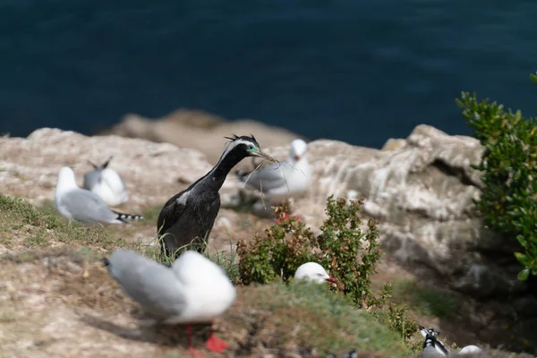 Nouvelle-Zélande tacheté shag parmi la colonie de reproduction de la mer à bec rouge — Photo