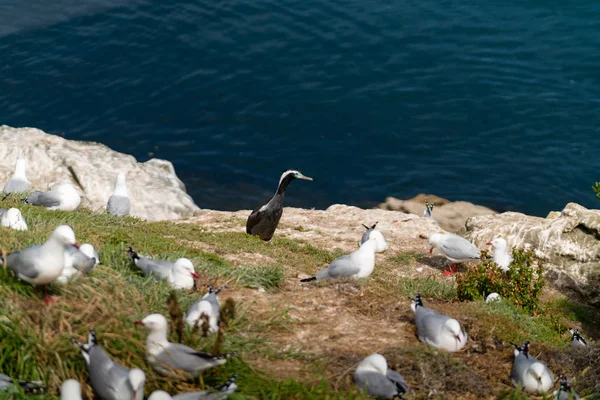 Nova Zelândia manchado shag entre reprodução colônia de vermelho faturado mar — Fotografia de Stock