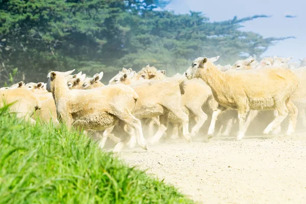 A través del polvo y la niebla pateó a un granjero con perros de oveja — Foto de Stock