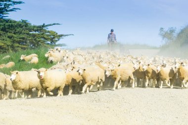 Toz ve bir çiftçi çoban köpekleri ile yukarı tekme haze hamle bir