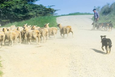 Through dust and haze kicked up a farmer with sheep dogs moves a clipart